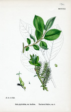 Tea-leaved Sallow
