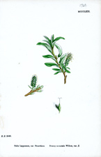 Downy mountain Willow