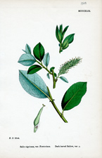 Dark-leaved Sallow