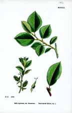 Dark-leaved Sallow
