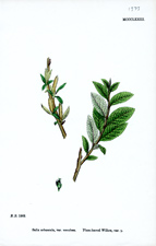 Plum-leaved Willow