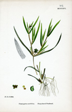Sharp-leaved Pondweed