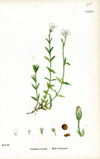 Field Chickweed