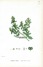Lesser Swine's-cress