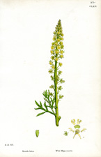Wild Mignonette