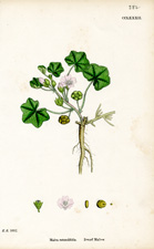 Dwarf Mallow