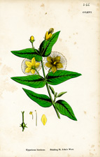 Stinking St. John's Wort