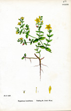 Trailing St. John's Wort