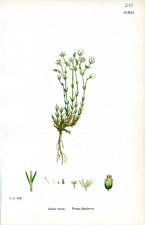 Vernal Sandwort