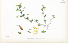 Least Yellow Trefoil