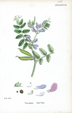 Bush Vetch