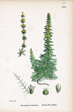 Whorled Water-Milfoil