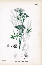 Water Hemlock