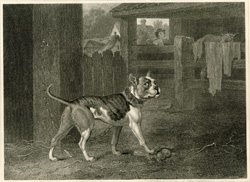 Bull Dog