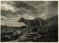 Lurcher