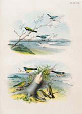 Blue-gray Gnatcatcher, Black-throated Green Warbler, Blue Warbler, Mourning Warbler, Bay-breasted Warbler, Prairie Warbler, Golden-crowned Thrush or Oven-bird