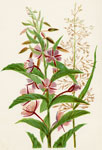 Butterfly Flower