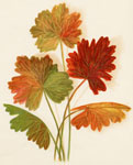 Wild Geranium Leaves