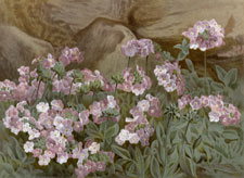 ANDROSACE LANUGINOSA