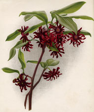 ANISEED TREE