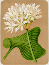 THE BRISBANE LILY (EURYCLES AUSTRALASICA)