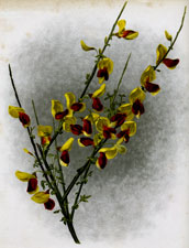 BRONZE BROOM