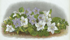 CAMPANULA ISOPHYLLA AND VAR. ALBA
