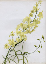 DELPHINIUM ZALIL