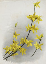FORSYTHIA SUSPENSA