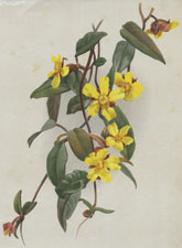 HIBBERTIA DENTATA