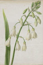 HYACINTHOS (GAFTONIA) CANDICANS