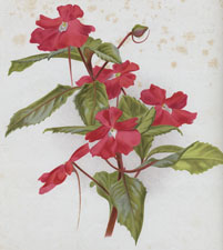IMPATIENS HAWKERI