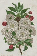 THE LARGE ROSY DOUBLE CHERRY