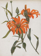 MUTISIA DEGURRENS
