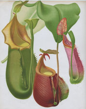 A GROUP OF PITCHER PLANTS