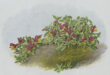 THE PURPLE ALPINE MILK-WORT