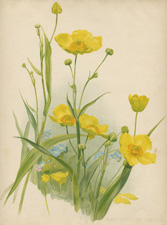 RANUNCULUS LINGUA