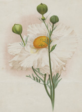 ROMNEYA COULTERI