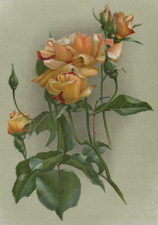 ROSE WM ALLEN RICHARDSON