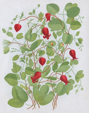 THE SCARLET CLEMATIS