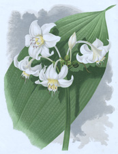 THE SLENDER EUCHARIS