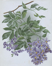 SOLANUM SEAFORTHIANUM