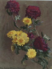 TWO HARDY CHRYSANTHEMUMS