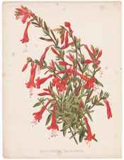ZAUSCHNERIA CALIFORNICA