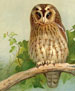 Archibald Thorburn's Birds of England