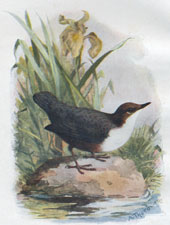 Dipper