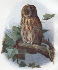 Tawny Owl