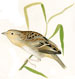 USPRR birds