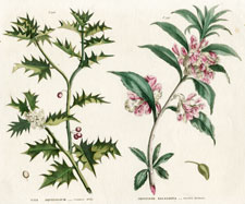 Holly and Balsam
