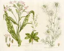 Tobacco and Fennel